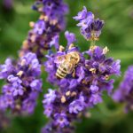 abeille lavande provence