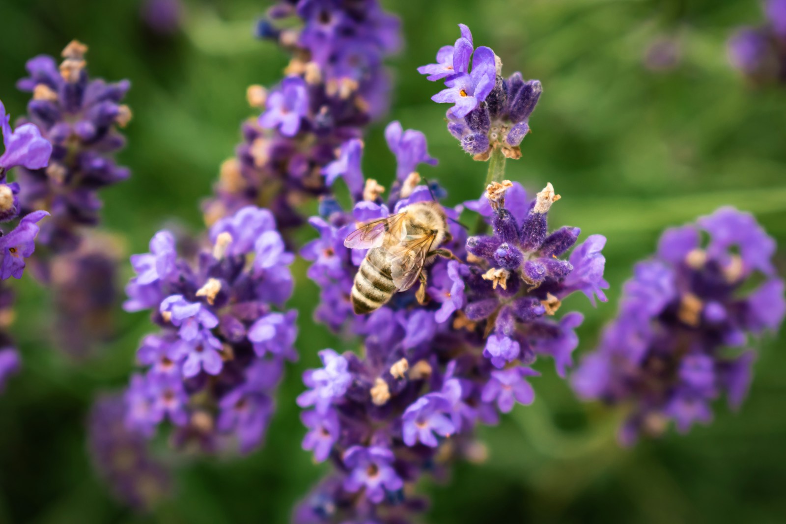 abeille lavande provence