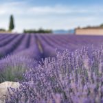 Les secrets de la lavande en Provence : histoire, culture et bienfaits