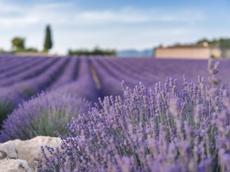 Les secrets de la lavande en Provence : histoire, culture et bienfaits