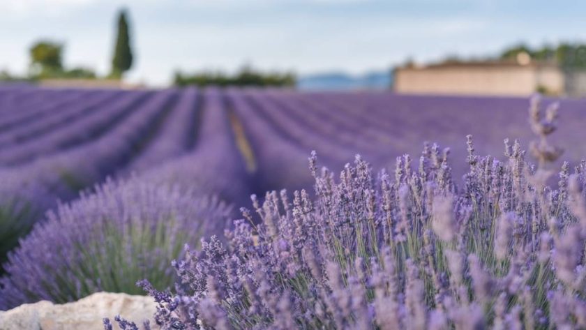 Les secrets de la lavande en Provence : histoire, culture et bienfaits