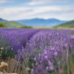 Sur les traces des senteurs de Grasse : capitale mondiale du parfum