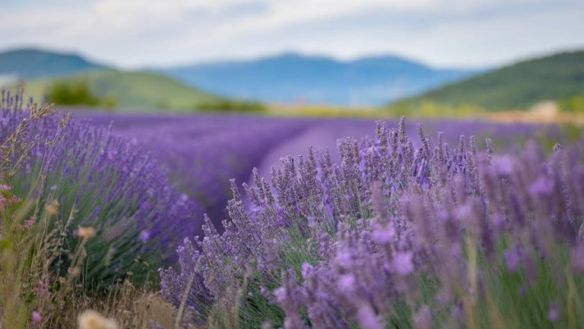 Sur les traces des senteurs de Grasse : capitale mondiale du parfum
