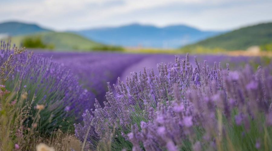 Sur les traces des senteurs de Grasse : capitale mondiale du parfum
