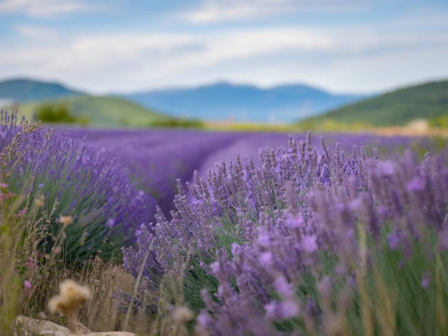Sur les traces des senteurs de Grasse : capitale mondiale du parfum