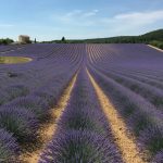 Les lavandes en Provence hors saison : où les admirer et que visiter autour des champs